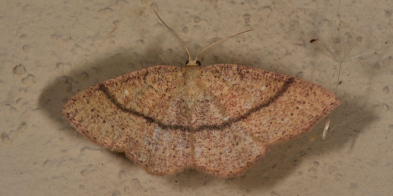 Geometridae:  Cyclophora (Codonia) suppunctaria